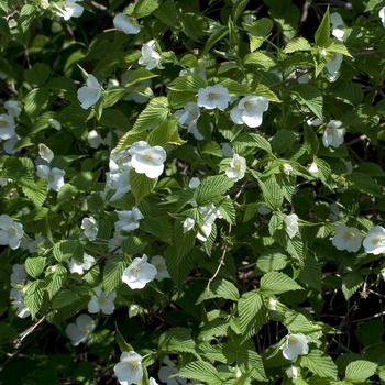 Rhodotypos scandens '' (042959)