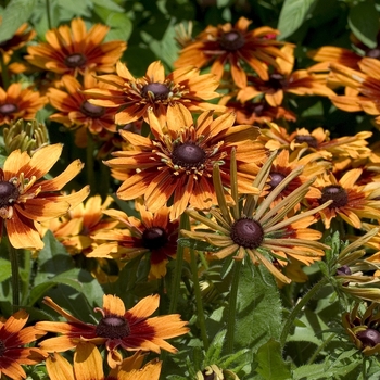 Rudbeckia hirta 'Autumn Colors' (042970)