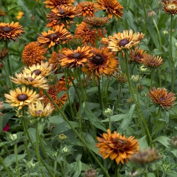 Rudbeckia hirta 'Cherokee Sunset' (042971)