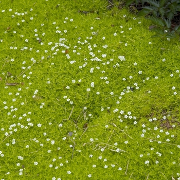 Sagina subulata '' (042973)