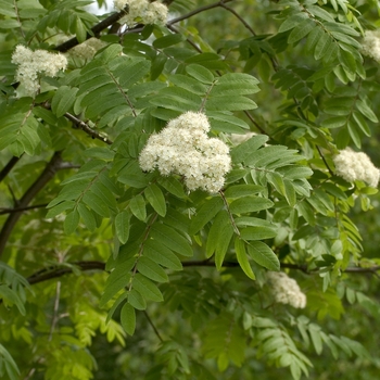 Sanguinaria canadensis '' (043186)