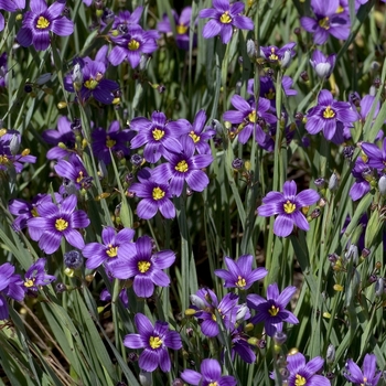 Sisyrinchium bermudianum '' (043188)