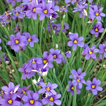 Sisyrinchium bermudianum '' (043190)