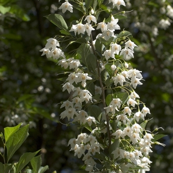 Styrax japonicus '' (043195)