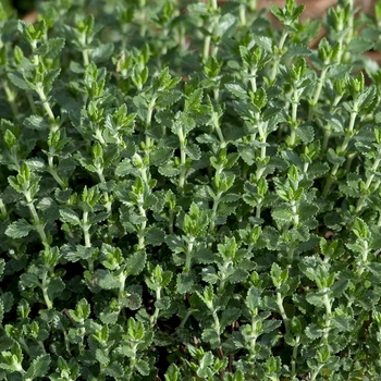 Teucrium chamaedrys '' (043196)