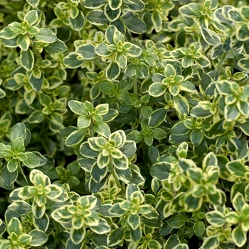 Thymus pulegioides 'Aureus' (043198)