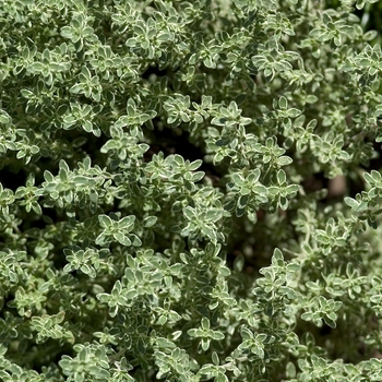 Thymus vulgaris 'Argenteus' (043200)