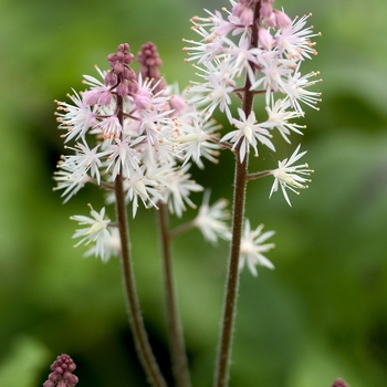 Tiarella 'Jeepers Creepers' (043206)