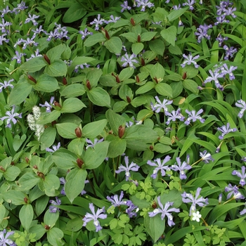 Tiarella cordifolia '' (043214)