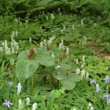 Tiarella cordifolia '' (043218)