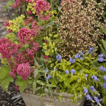 Veronica prostrata 'Aztec Gold' (043222)