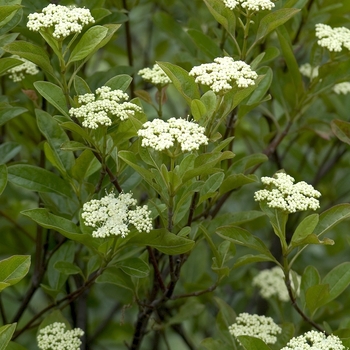 Viburnum nudum 'Winterthur' (043231)