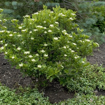 Viburnum nudum 'Winterthur' (043232)