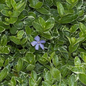 Vinca minor 'Ralph Shugert' (043234)