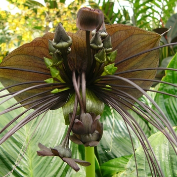 Tacca Chantrieri