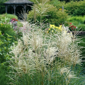 Miscanthus sinensis 'Nippon' (043447)