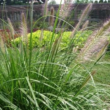 Pennisetum alopecuroides 'Cassian' (043449)