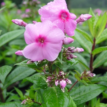 Phlox paniculata 'Shortwood' (043450)