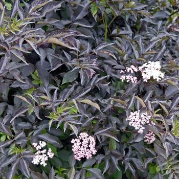 Sambucus nigra 'Black Beauty®' (043453)