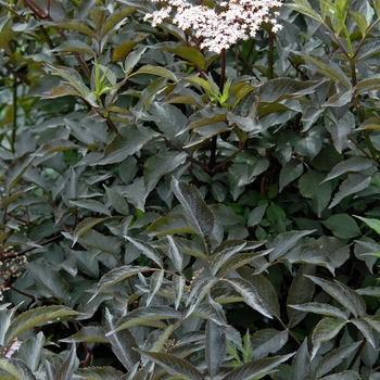 Sambucus nigra 'Black Beauty®' (043454)