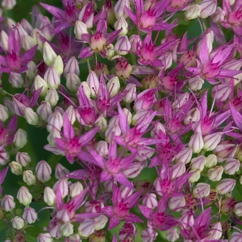 Sedum spectabile 'Brilliant' (043462)