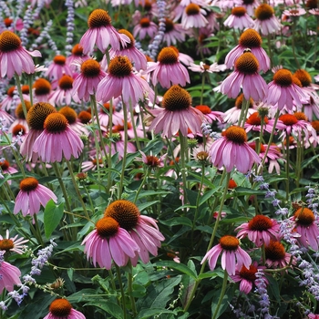 Echinacea purpurea 'Ruby Star (Rubinstern)' (043473)