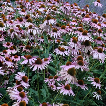 Echinacea purpurea 'Ruby Star (Rubinstern)' (043474)