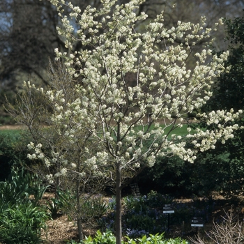 Amelanchier x grandiflora 'Autumn Brilliance™' (043484)