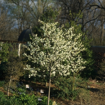 Amelanchier x grandiflora 'Autumn Brilliance™' (043485)