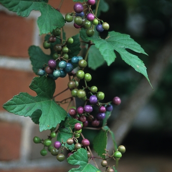 Ampelopsis brevipedunculata 'Elegans' (043491)