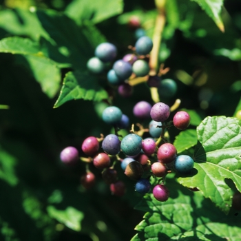 Ampelopsis brevipedunculata 'Elegans' (043493)