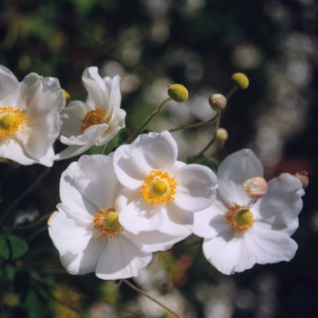 Anemone 'Honorine Jobert' (043499)