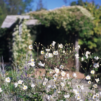 Anemone 'Honorine Jobert' (043500)