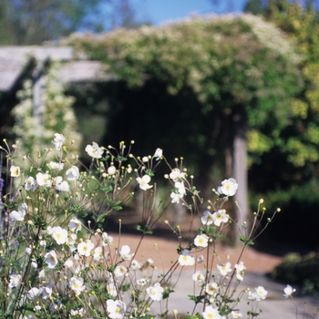 Anemone 'Honorine Jobert' (043501)