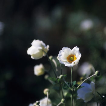 Anemone 'Honorine Jobert' (043502)