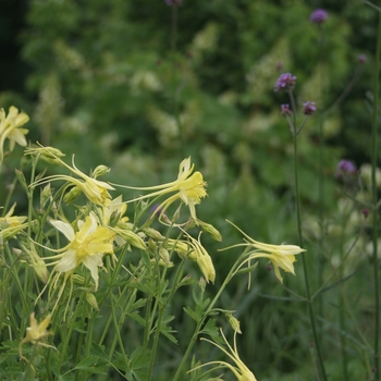 Aquilegia chrysantha '' (043548)