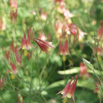 Aquilegia canadensis '' (043549)