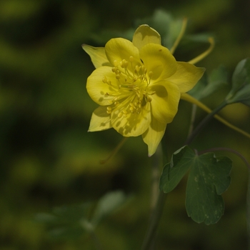 Aquilegia chrysantha var. hinckleyana '' (043550)