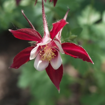 Aquilegia 'Crimson Star' (043551)