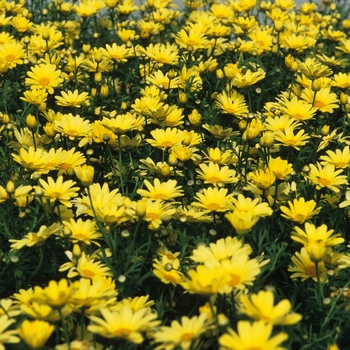 Argyranthemum frutescens 'Butterfly' (043555)