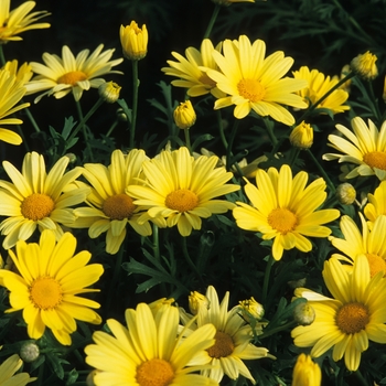 Argyranthemum frutescens 'Butterfly' (043556)