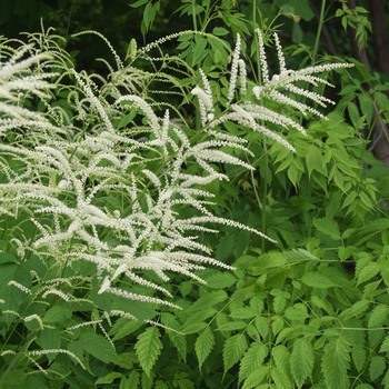 Aruncus dioicus '' (043652)