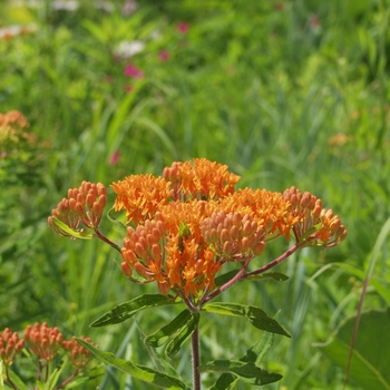 Asclepias tuberosa '' (043653)