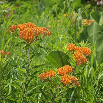 Asclepias tuberosa '' (043654)