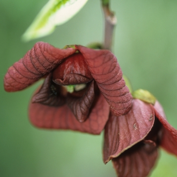 Asimina triloba '' (043656)