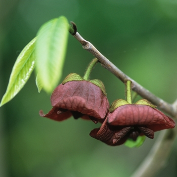 Asimina triloba '' (043658)