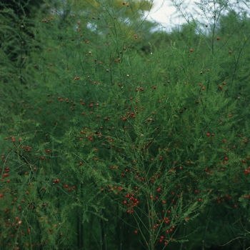 Asparagus officinalis 'Mary Washington' (043661)