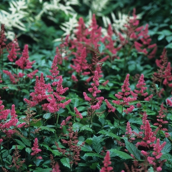 Astilbe x arendsii 'Bonn' (043664)