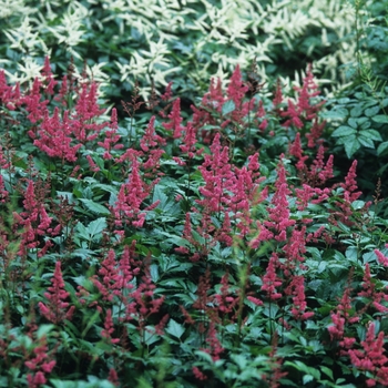 Astilbe x arendsii 'Bonn' (043665)