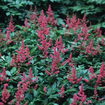 Astilbe x arendsii 'Koblenz' (043666)